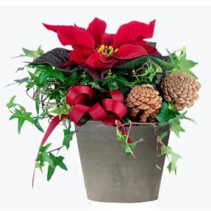 send julestjerner på døra. online jule blomster på døra