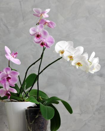 Levering Orkidé
Bestill blomster online, Send blomster til Norge, Firmagaver til ansatte, Luksuriøse firmagaver, Bedriftsgaver med logo, påskeegg til ansatte, Påskegaver, Påskeegg og gaver, Påskegavekurver, Julegaver online, Eksklusive julegaver, julegav